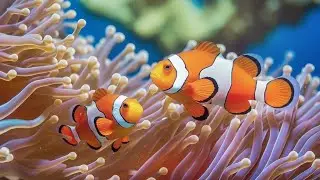 The Ultimate 4K Aquarium Experience | Mesmerizing Jellyfish, Colorful Corals & Rare Ocean Creatures