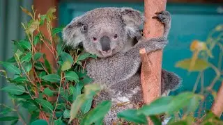 &lsquo;Koala massacre&rsquo; leaves up to 500 dead at Vic plantation