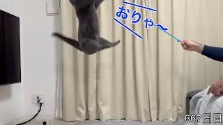 【スコ猫トト君】トト君の連続ジャンプが見たい！！！