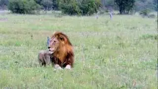 Lions of Tintswalo  Matimba males follow the scent trail of koppies females