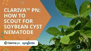 Clariva&trade; pn: How to scout for Soybean Cyst Nematode