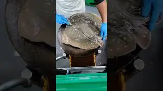 How to cut stingray-01