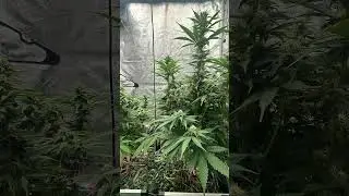 Ricky&rsquo;s Hash Plant 2 example phenos from the same seed.