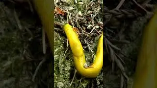 How Many Feet Does a Banana Slug Have? Use Your Curiosity to Find Out! #animals #funnyanimals