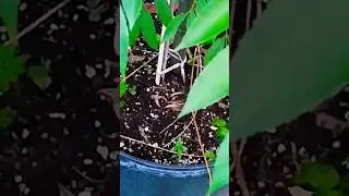 Can you grow fruit tree in conatiner? Jamaican June Plum Tree #urbangardening #youtubevideo