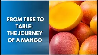 how mangoes are prepared and packaged for sale or distribution.