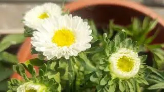 Aster flower // best winter flower plant // white Aster // Purple Aster// @Mama's Hideout