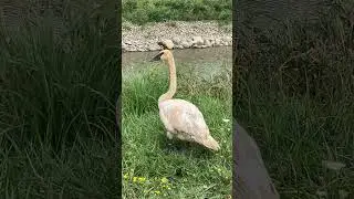 Trumpeter Swan 1A2, mate, and young swan