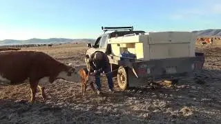 Calf processing tutorial during calving time 2018