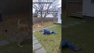 Cat Saves a Man From a Cheetah Attack