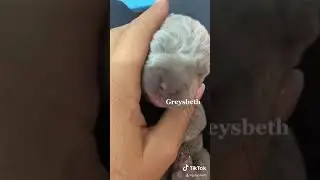 Weim love❤️
