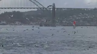 What's Happening to the Pacific Herring?