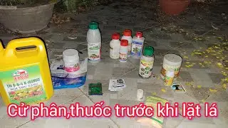 Phun thuốc ,tưới gốc trước khi lặt l&aacute; 