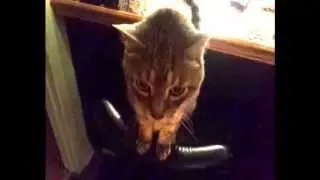 Ghost Cat - A Sign of Pet (Cat) Afterlife