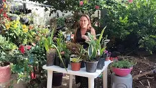 Actualización de las plantas que me trajo mi amiga, haciendo muchos trasplantes 🌵🍀🌱