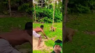 #funny #monkey #animals #comedy #tiktokvideo #timelapse