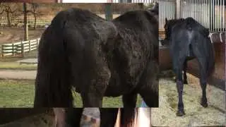 Starved Horse Rehabilitation Diet (Feat. HARPS rescue 