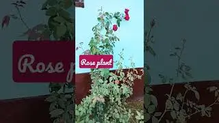scientific name of rose  Rosa Rubiginosa#gulab ka paudha #youtube shorts