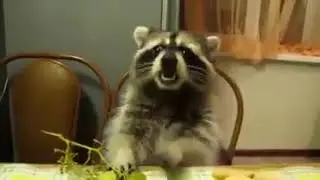 mapache comiendo uvas 1 hora