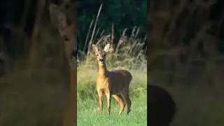 #Shorts | Horrible Barking of Deer