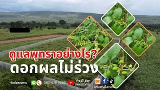 ทำอย่างไรพุทราดอกไม่ร่วง ไม่มีหนอนแมลงวัน