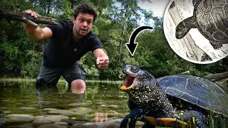 La dernière tortue aquatique de France, tout savoir sur la cistude d’Europe 🐢