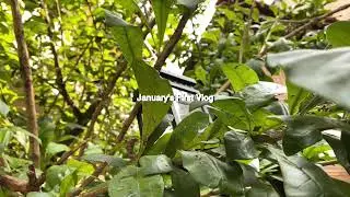Silent Vlog: First vlog of January