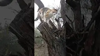 مساء الفل مساء النور حبيباتي