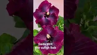 amazigh voice saida titrit, mer ufigh ad irz'em gher s ul #atlas #poetry #wish i could Wash my heart