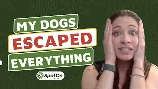 German Shorthaired Pointers Gone Wild? How SpotOn GPS Dog Fence Saved My Sanity | Customer Review