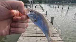 Speed fishing with the new rod
