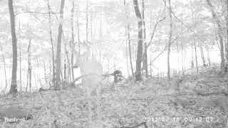 Bushnell Trophy Cam video