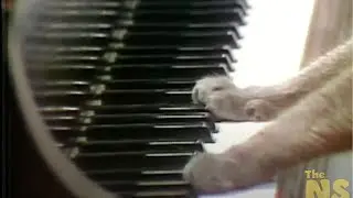 The Cat's Pian-ow