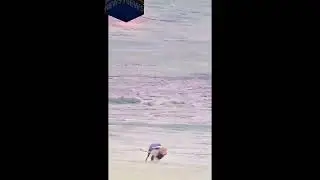 #shorts Subscribe and win BTC #satisfying #Animals #ASMR #ZUMA #satisfying #satisfyingvideo #music