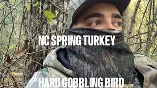 NC Spring Turkey Hunt| Hard Gobbling Eastern