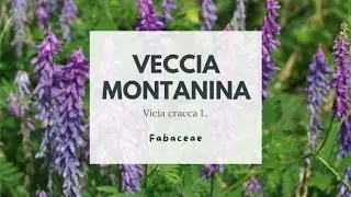 VECCIA MONTANINA - Vicia cracca L. - Fabaceae - Tufted vetch - bird vetch - cow vetch