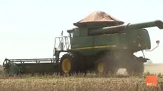 Colheitas de soja confirmam efeitos provocados pelo clima