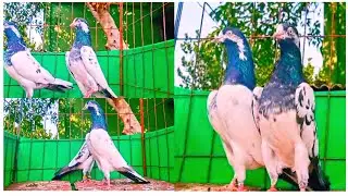 Super Duper Quality Full Kanto wala Teddy Pigeons Call 👉 9548292306 🇮🇳Coming Soon 