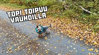 Topin toipuminen silm&auml;npoistosta || Kolme p&auml;iv&auml;&auml; leikkauksesta
