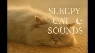 Jungle Birdsong for Sleep – Rainforest Nature Meditation Sounds