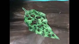leaf decay