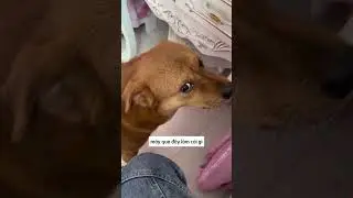12 Smart Dogs #smartdogs #dogs #short #smart #animals #love #viral