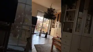 Hanging Christmas Tree Doesn't Deter Kitty || ViralHog