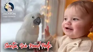 Christmas With a Little Boy and One Very Loud Parrot 🕊️🎁