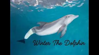 The True Story Of Winter The Dolphin