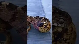 interesting facts about snake in Hindi #snake #animals #wildlife #shorts