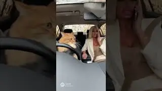 Never let the cat drive...Никогда не давай коту порулить...