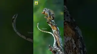 snake and a monkey baby with in tree #nature #wildlife #animals #monkey #snakevideo