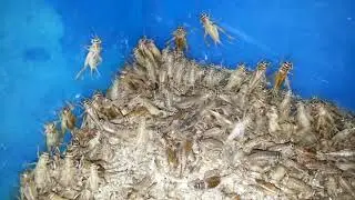 Домовый сверчок (Acheta domesticus). House cricket. (23.12.2018)