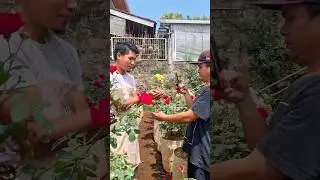 DISURUH MEGANG BUNGA MAWAR KUNING